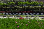تولید و کاشت سالانه یک‌میلیون و ۳۰۰ هزار گل زینتی/تزیین شهر با بیش از نیم میلیون گلدان گل‌بهاری