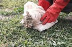 جزئیات شنیده نشده از نجات گربه وحشی به دست روستایی زیان‌دیده