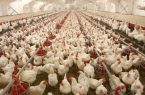 استفاده از ظرفیت شرکت‌های دانش بنیان در ارتقای تولید مرغ گوشتی