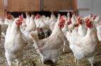 اعلام نرخ مصوب مرغ کیلویی ۲۰ هزار تومان/ عرضه مرغ زیاد می‌شود