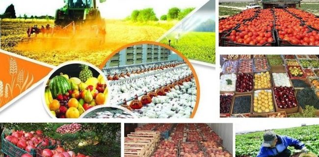 امکانات اجرای «کشاورزی قراردادی» در کشور وجود دارد