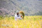 این محصولات «سرطان» را به شما هدیه می‌دهد!/ مراقب باشید