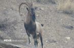 آغاز سرشماری پستانداران علف‌خوار شاخص استان اردبیل