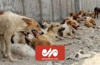 حمله شش سگ ولگرد در خیابان صنعت حبیب‌آباد به یک شهروند