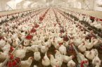 عرضه ۸۶۷ تن گوشت مرغ تولیدی در مهرستان به بازارهای مصرف