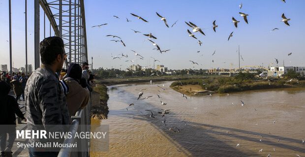 لزوم رونق پرنده نگری در اهواز/ پل سفید باید پیاده راه شود