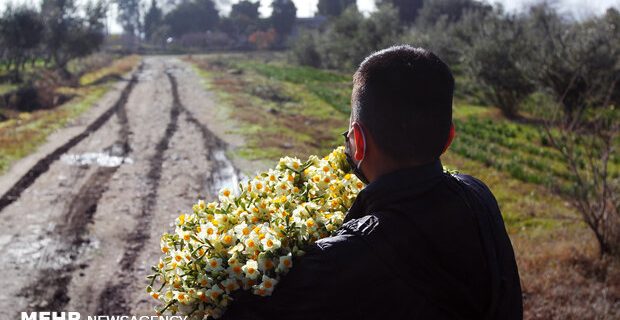 ناز نرگس خراسان‌جنوبی در فصل گل دهی/سود فروش به جیب دلال می رود