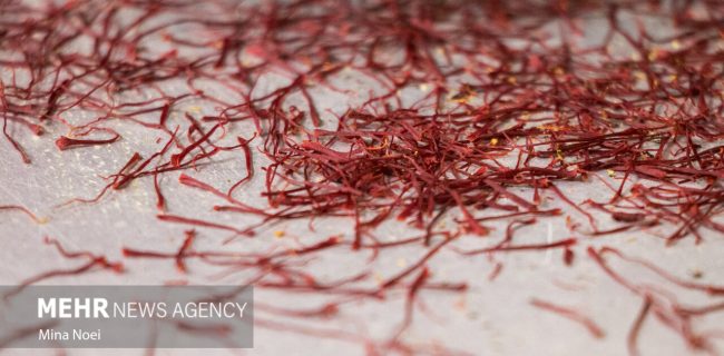 پیش بینی برداشت ۳۷ تن زعفران خشک از مزارع شهرستان زاوه