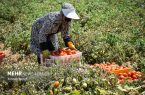 کاهش هزینه کشاورزان با حمایت از ارقام کشاورزی پربازده