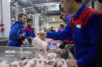 کاهش ۱۹.۵ درصدی قیمت مرغ در یک‌ ماه