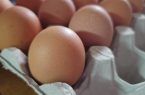 مصرف بیش از حد تخم‌مرغ  باعث بروز واکنش آلرژیک می‌شود