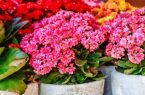 روش صحیح نگهداری و پرورش گل آپارتمانی کالانکوا در منزل