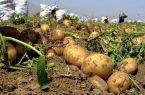 صادرات ۱۵ هزار تُنی سیب‌زمینی کردستان به کشورهای همسایه