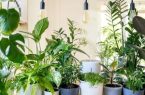 گیاهان آپارتمانی مخصوص خونه هایی که نورگیر ندارن