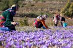 رشد ۲۰۰ هکتاری سالانه مزارع طلای سرخ در اصفهان