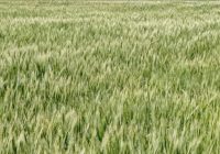 کاشت گندم در ۱۵۹ هزار هکتار از اراضی کشاورزی قزوین
