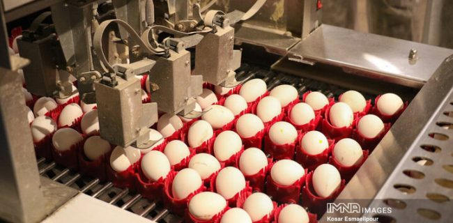 پیش‌بینی تولید ۱۰۵ هزار تن تخم‌مرغ در قزوین