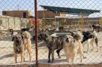 آغاز طرح ویژه جمع‌آوری سگ‌های ولگرد در کرمانشاه
