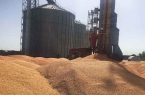 ظرفیت ذخیره‌سازی گندم در قزوین به ۴۱۱ هزار تن می‌رسد