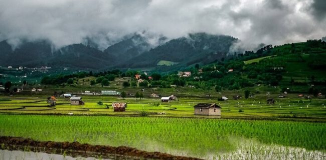 بیشترین میزان کشت برنج کشور در سال جاری متعلق به کدام استان‌ها است؟