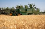 خرید تضمینی گندم در استان اصفهان ۹۰ درصد افزایش پیدا کرد