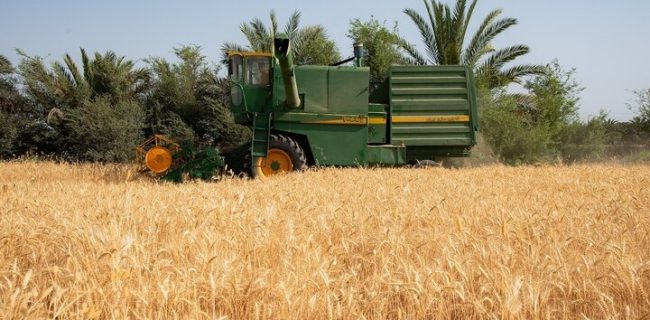 خرید تضمینی گندم در استان اصفهان ۹۰ درصد افزایش پیدا کرد