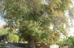 درخت چنار کهنسال خراسان شمالی ثبت ملی می‌شود