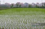 دولت خواستار طرح مشارکت خرید برنج در فصل برداشت است