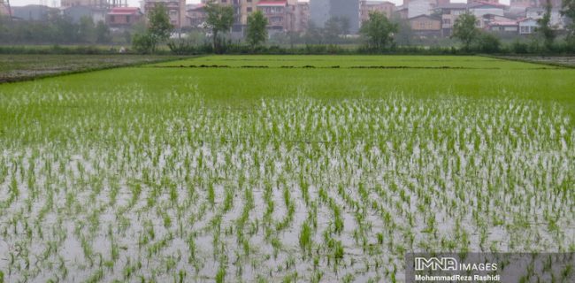 دولت خواستار طرح مشارکت خرید برنج در فصل برداشت است