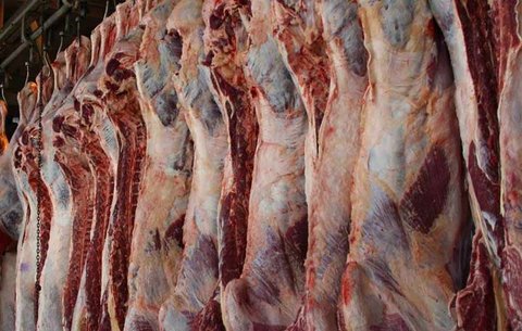 عشایر استان اردبیل سالانه ۸۰۰۰ تن گوشت قرمز تولید می‌کنند