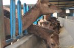 پرورش شتر؛ صنعتی سودآور  در دل کویر سیستان‌وبلوچستان