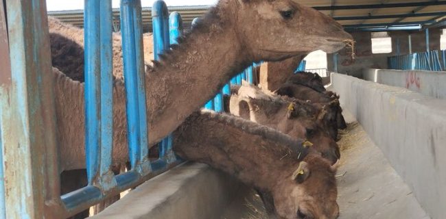 پرورش شتر؛ صنعتی سودآور  در دل کویر سیستان‌وبلوچستان