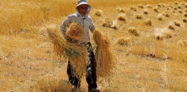 ۴۹ درصد از مطالبات گندمکاران پرداخت شد