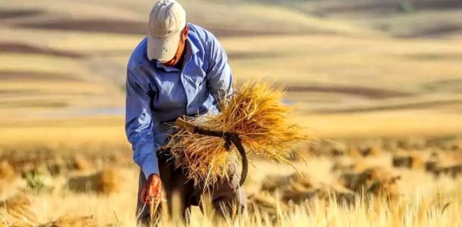 صددرصد مطالبات گندم‌کاران پرداخت شد