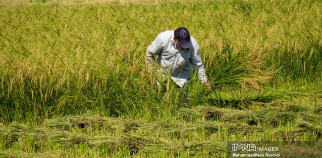 افزایش تولید داخلی برنج بستری برای کاهش واردات