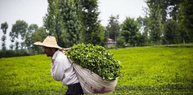 روسیه؛ مقصد اول چای صادراتی ایران