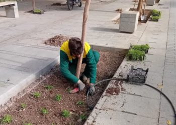 آغاز کاشت نشای گل‌های فصل سرد در منطقه هفت قم